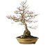 Carpinus coreana yamadori, 80 cm, ± 40 ans, avec un nebari de 35 cm