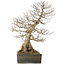 Carpinus coreana yamadori, 68 cm, ± 40 Jahre alt, mit einem Nebari von 25 cm
