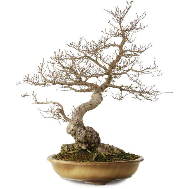 Carpinus coreana yamadori, 80 cm, ± 40 jaar oud, met een nebari van 35 cm