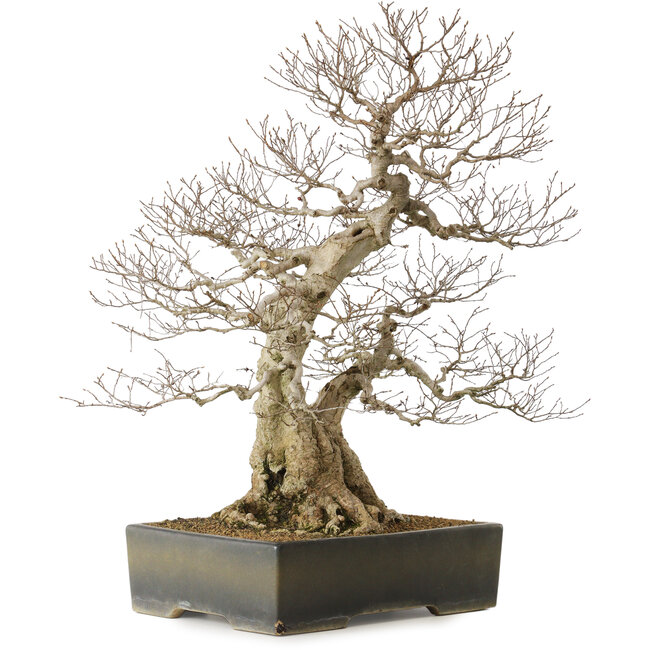 Carpinus coreana yamadori, 68 cm, ± 40 Jahre alt, mit einem Nebari von 25 cm