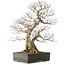 Carpinus coreana yamadori, 68 cm, ± 40 Jahre alt, mit einem Nebari von 25 cm