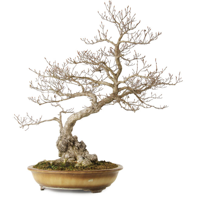 Carpinus coreana yamadori, 80 cm, ± 40 ans, avec un nebari de 35 cm