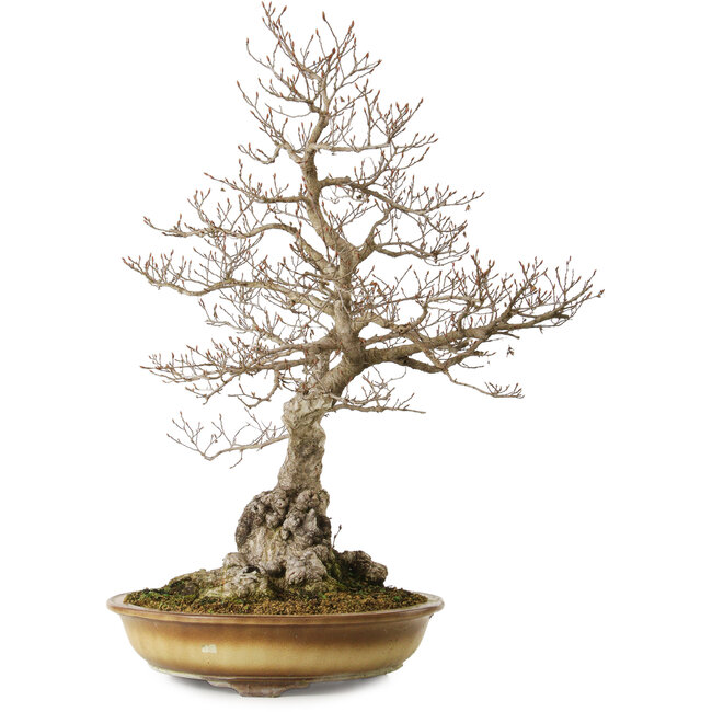 Carpinus coreana yamadori, 80 cm, ± 40 Jahre alt, mit einem Nebari von 35 cm