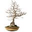 Carpinus coreana yamadori, 80 cm, ± 40 ans, avec un nebari de 35 cm
