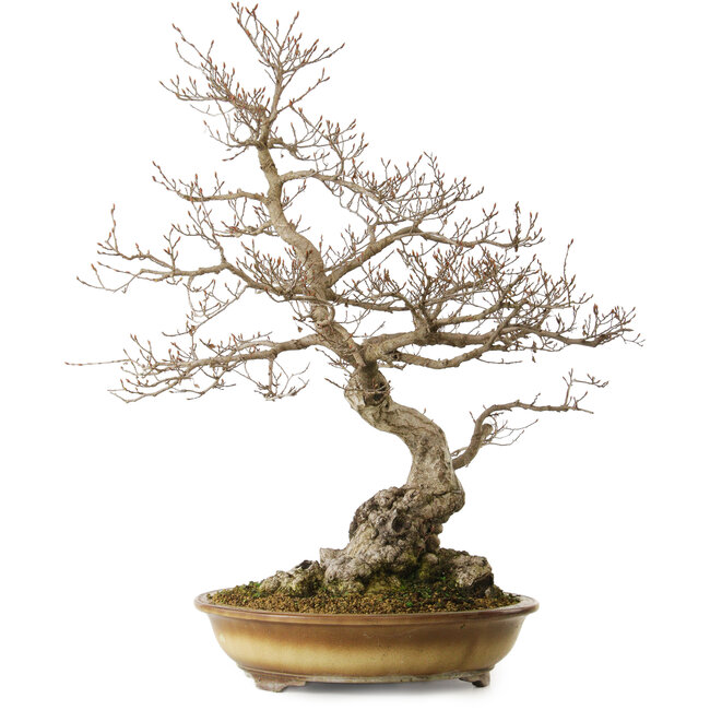 Carpinus coreana yamadori, 80 cm, ± 40 ans, avec un nebari de 35 cm