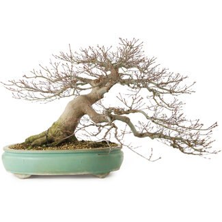 Acer palmatum, 45 cm, ± 35 Jahre alt