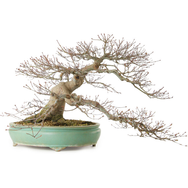 Acer palmatum, 45 cm, ± 35 ans, avec un nebari de 25 cm