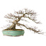 Acer palmatum, 45 cm, ± 35 anni, con un nebari di 25 cm