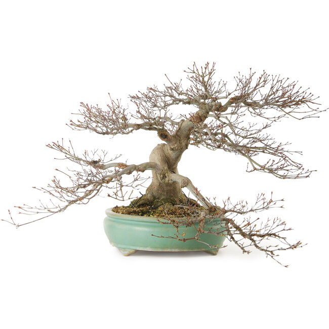 Acer palmatum, 45 cm, ± 35 jaar oud, met een nebari van 25 cm