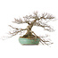 Acer palmatum, 45 cm, ± 35 jaar oud, met een nebari van 25 cm