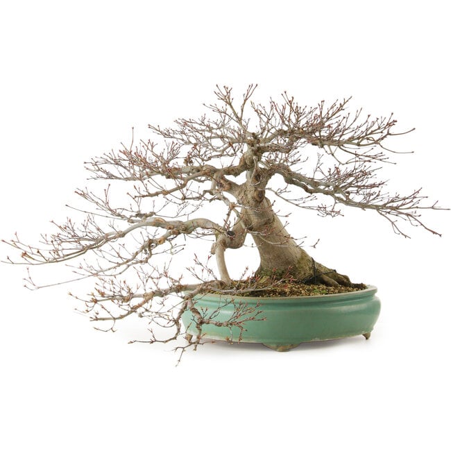 Acer palmatum, 45 cm, ± 35 ans, avec un nebari de 25 cm