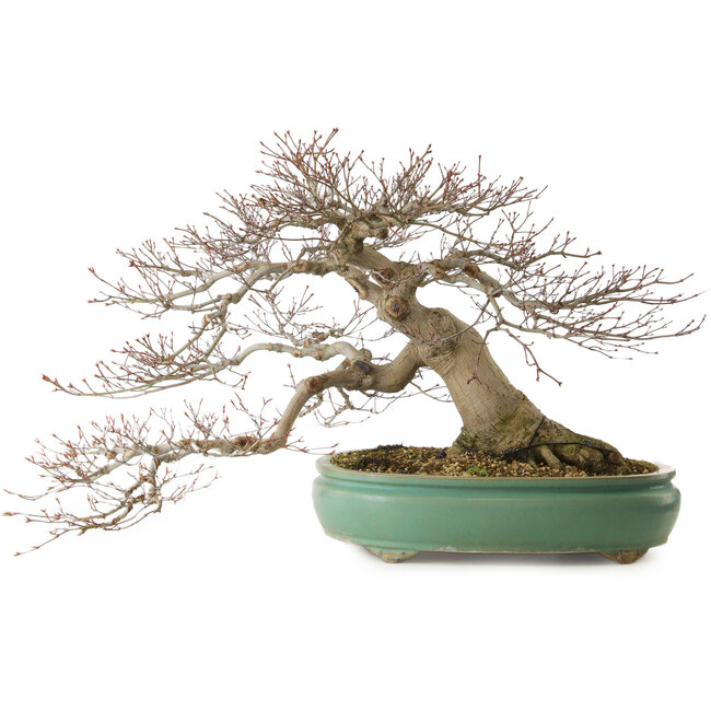 Acer palmatum, 45 cm, ± 35 years old, with a nebari of 25 cm