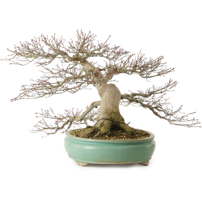 Acer palmatum, 45 cm, ± 35 ans, avec un nebari de 25 cm