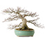 Acer palmatum, 45 cm, ± 35 years old, with a nebari of 25 cm