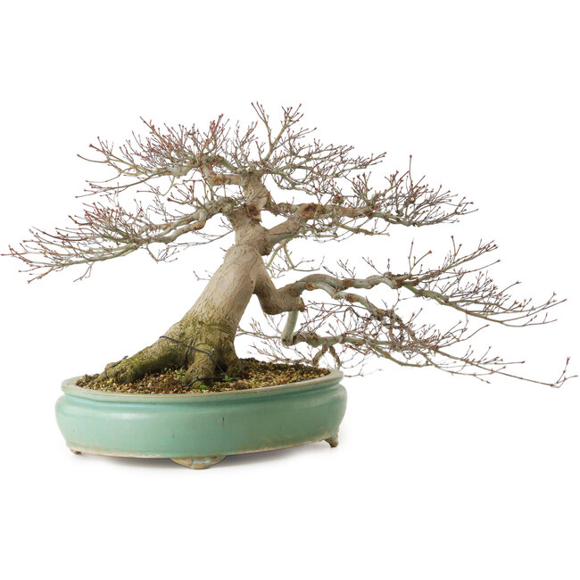 Acer palmatum, 45 cm, ca. 35 Jahre alt, mit einem Wurzelhals von 25 cm