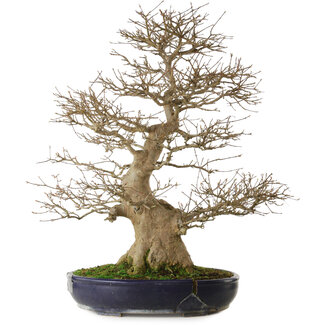 Acer buergerianum, 73 cm, ± 35 years old