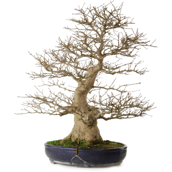 Acer buergerianum, 73 cm, ± 35 ans, avec un nebari de 27 cm