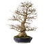 Acer buergerianum, 73 cm, ± 35 years old, with a nebari of 27 cm