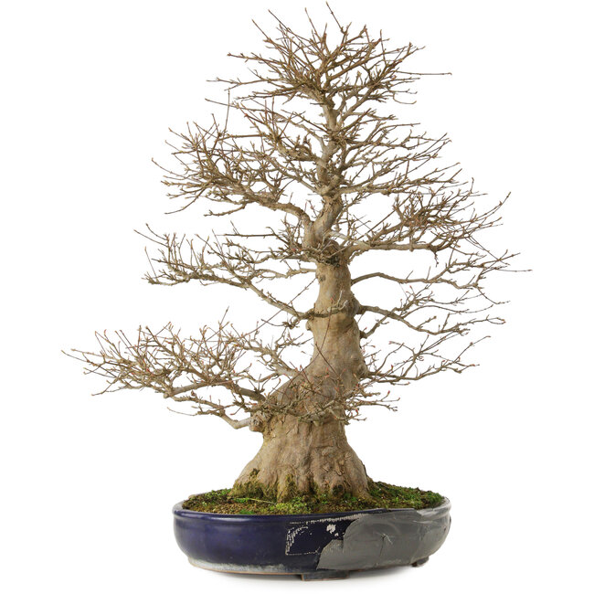 Acer buergerianum, 73 cm, ± 35 anni, con un nebari di 27 cm