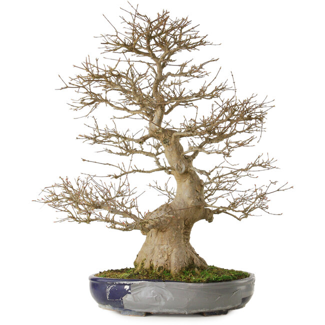 Acer buergerianum, 73 cm, ± 35 años, con un nebari de 27 cm