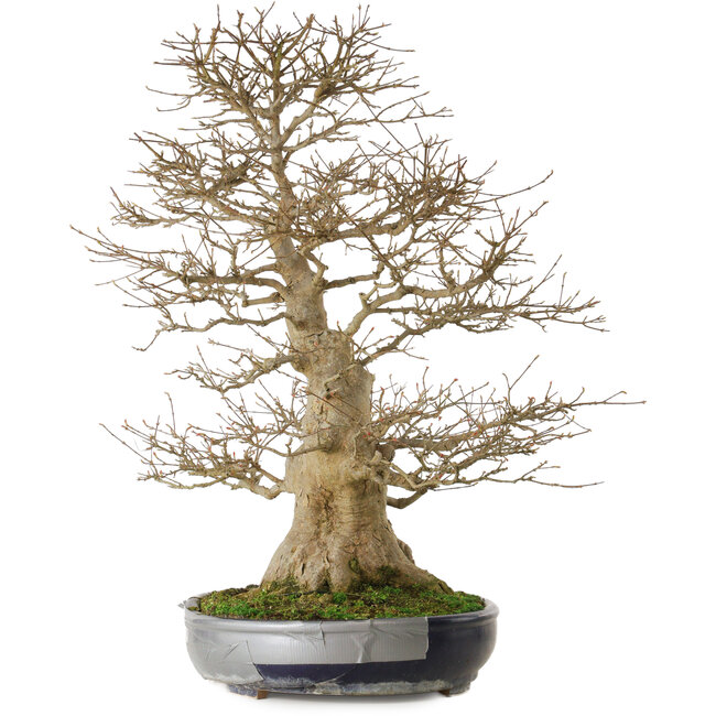 Acer buergerianum, 73 cm, ca. 35 Jahre alt, mit einem Wurzelhals von 27 cm