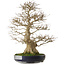 Acer buergerianum, 73 cm, ± 35 years old, with a nebari of 27 cm