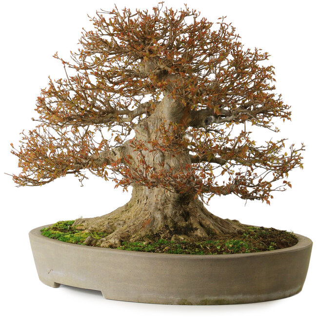 Acer buergerianum, 48 cm, ± 40 anni, con un nebari di 40 cm