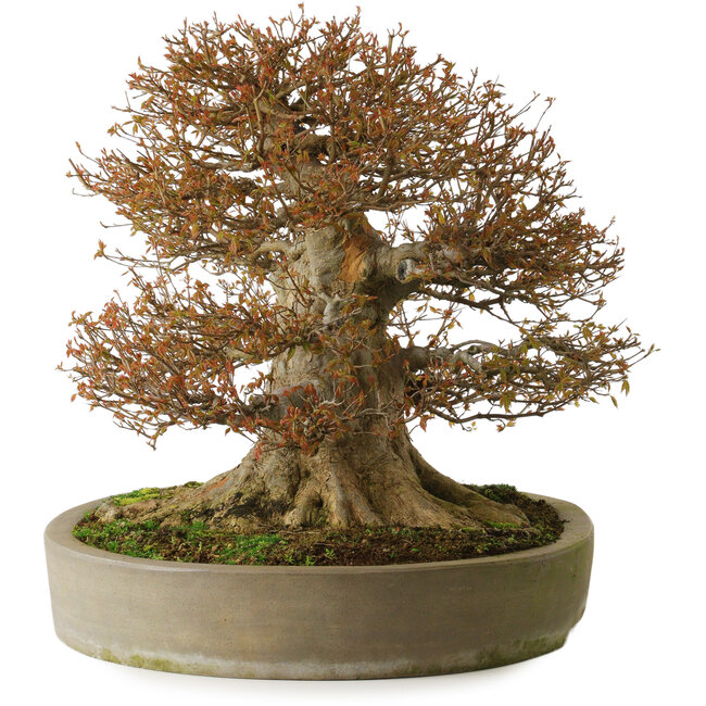 Acer buergerianum, 48 cm, ± 40 jaar oud, met een nebari van 40 cm