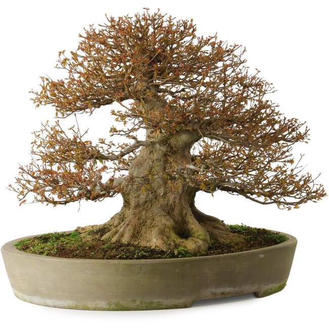 Acer buergerianum, 48 cm, ± 40 jaar oud, met een nebari van 40 cm