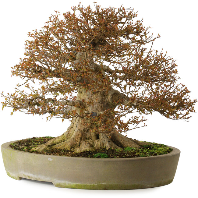 Acer buergerianum, 48 cm, ± 40 jaar oud, met een nebari van 40 cm