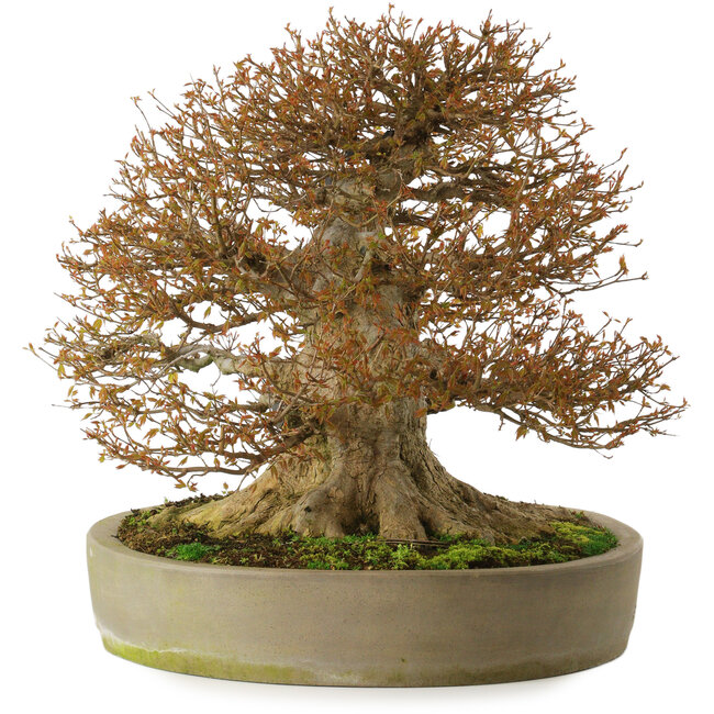 Acer buergerianum, 48 cm, ± 40 years old, with a nebari of 40 cm