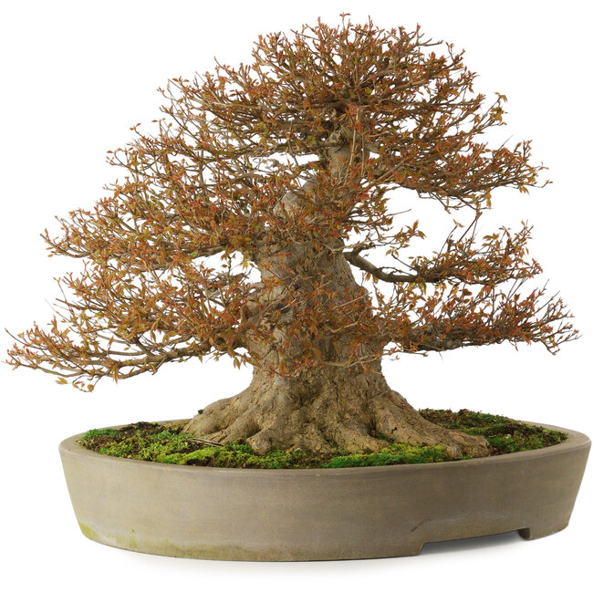 Acer buergerianum, 48 cm, ca. 40 Jahre alt, mit einem Wurzelhals von 40 cm