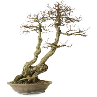 Carpinus coreana yamadori, 82 cm, ± 30 anni