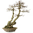 Carpinus coreana yamadori, 82 cm, ± 30 years old, with a nebari of 28 cm