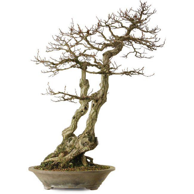 Carpinus coreana yamadori, 82 cm, ± 30 years old, with a nebari of 28 cm