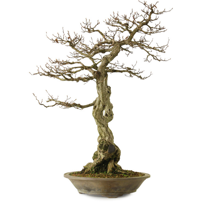 Carpinus coreana yamadori, 82 cm, ± 30 años, con un nebari de 28 cm