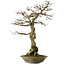 Carpinus coreana yamadori, 82 cm, ± 30 Jahre alt, mit einem Nebari von 28 cm