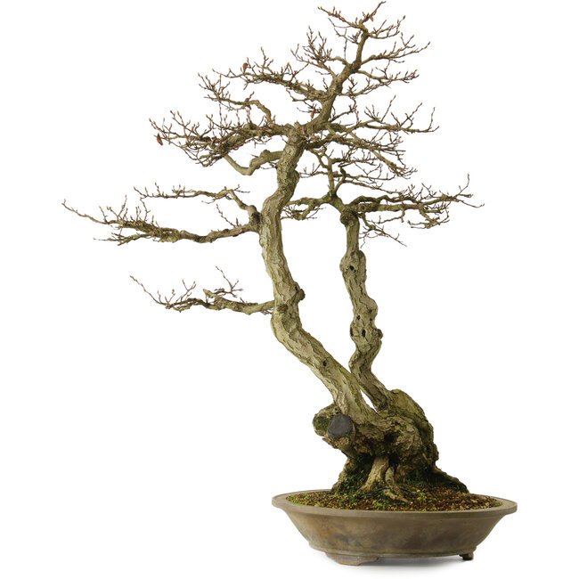 Carpinus coreana yamadori, 82 cm, ± 30 years old, with a nebari of 28 cm
