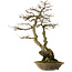 Carpinus coreana yamadori, 82 cm, ± 30 years old, with a nebari of 28 cm