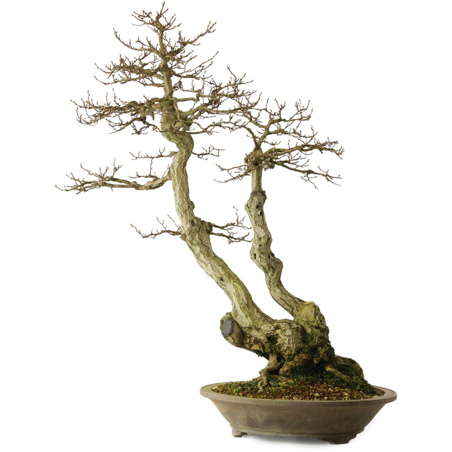 Carpinus coreana yamadori, 82 cm, ± 30 jaar oud, met een nebari van 28 cm