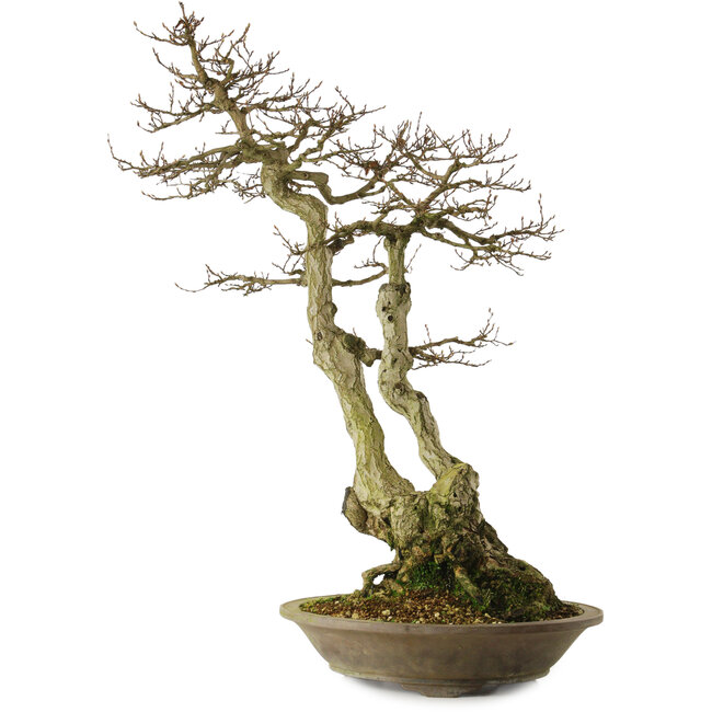 Carpinus coreana yamadori, 82 cm, ± 30 jaar oud, met een nebari van 28 cm