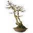 Carpinus coreana yamadori, 82 cm, ± 30 years old, with a nebari of 28 cm