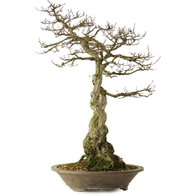 Carpinus coreana yamadori, 82 cm, ± 30 ans, avec un nebari de 28 cm