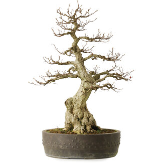 Carpinus coreana yamadori, 65 cm, ± 40 years old