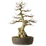 Carpinus coreana yamadori, 65 cm, ± 40 ans, avec un nebari de 25 cm