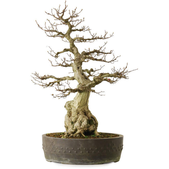 Carpinus coreana yamadori, 65 cm, ± 40 jaar oud, met een nebari van 25 cm