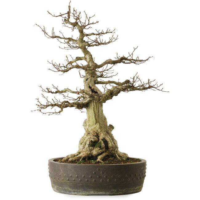 Carpinus coreana yamadori, 65 cm, ± 40 jaar oud, met een nebari van 25 cm