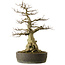 Carpinus coreana yamadori, 65 cm, ± 40 Jahre alt, mit einem Nebari von 25 cm