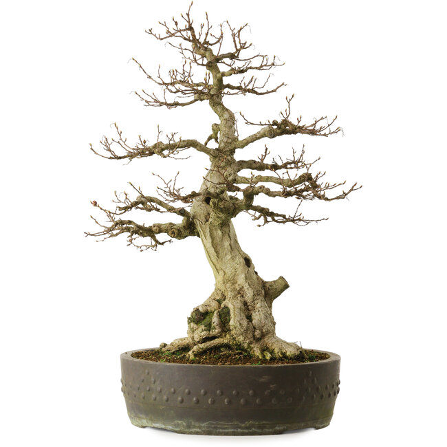Carpinus coreana yamadori, 65 cm, ± 40 jaar oud, met een nebari van 25 cm