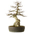 Carpinus coreana yamadori, 65 cm, ± 40 jaar oud, met een nebari van 25 cm